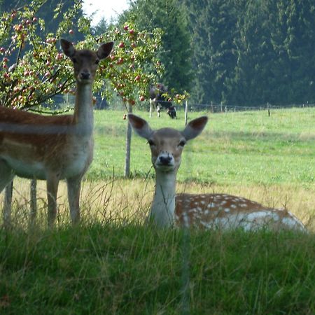 Hotel Und Landgasthof Zum Bockshahn Spessart  Esterno foto